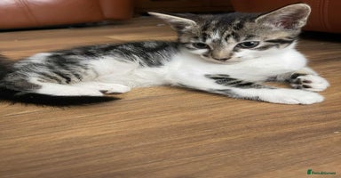 Mixed Breed cats - Advert 11