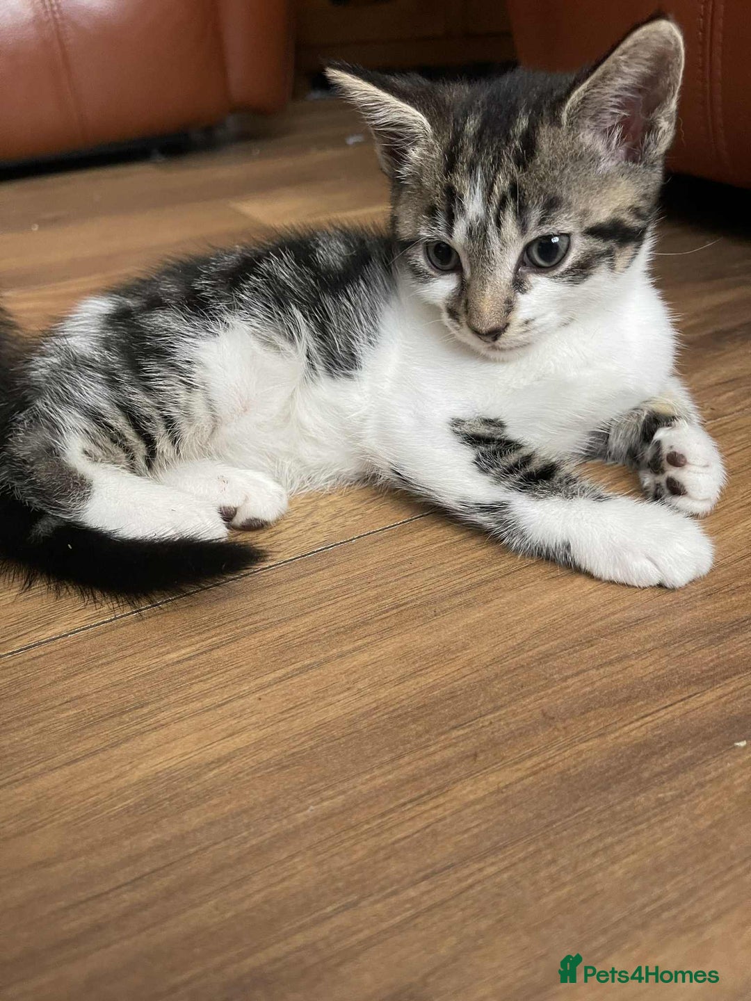 Mixed Breed cats for sale: Beautiful kittens ready for loving home - Image 3
