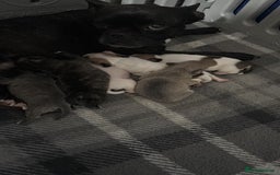 Mixed Breed dogs for sale: French Bull Jacks x 5 (All male)  - Image 3