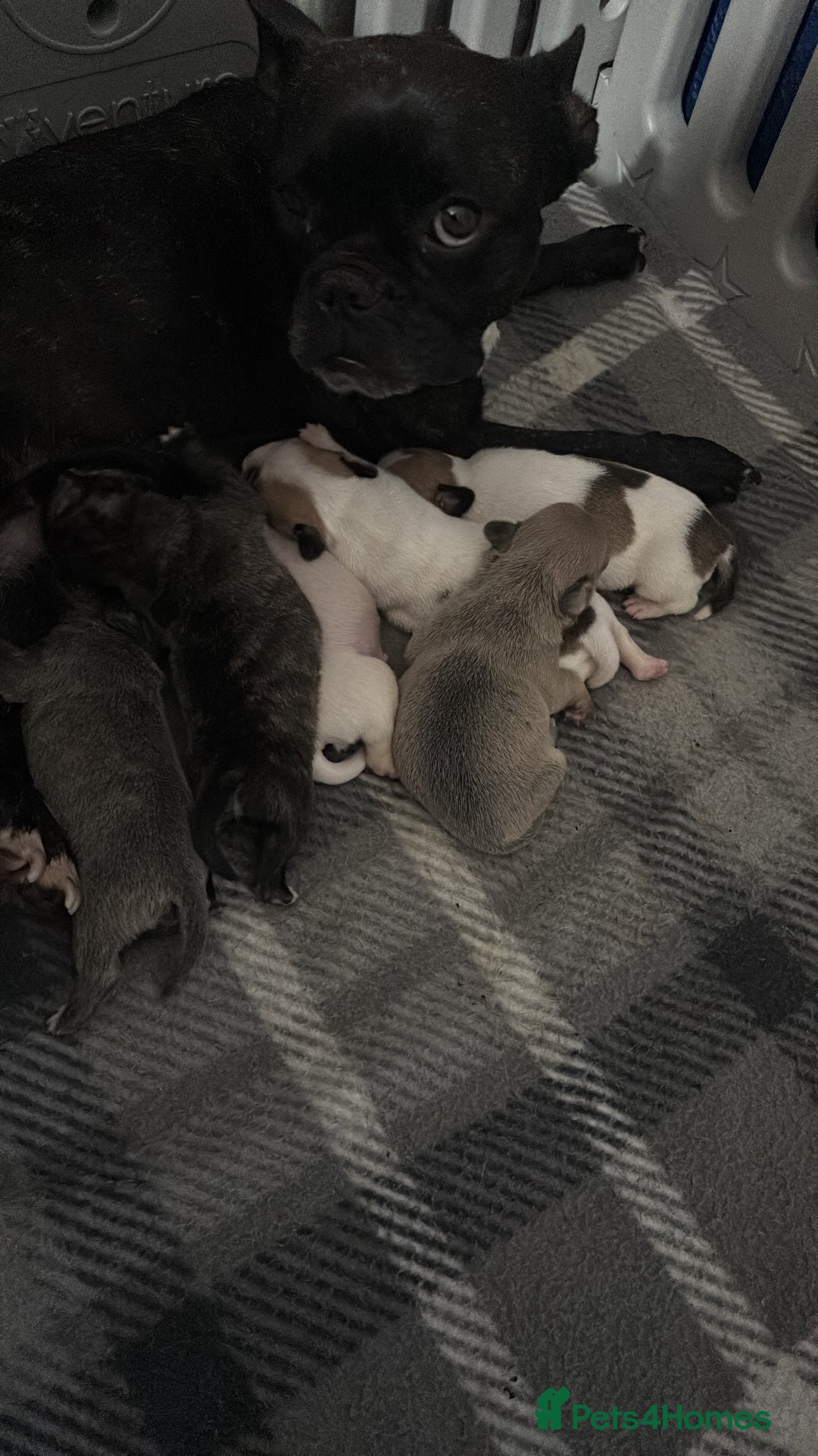 Mixed Breed dogs for sale: French Bull Jacks x 5 (All male)  - Image 3