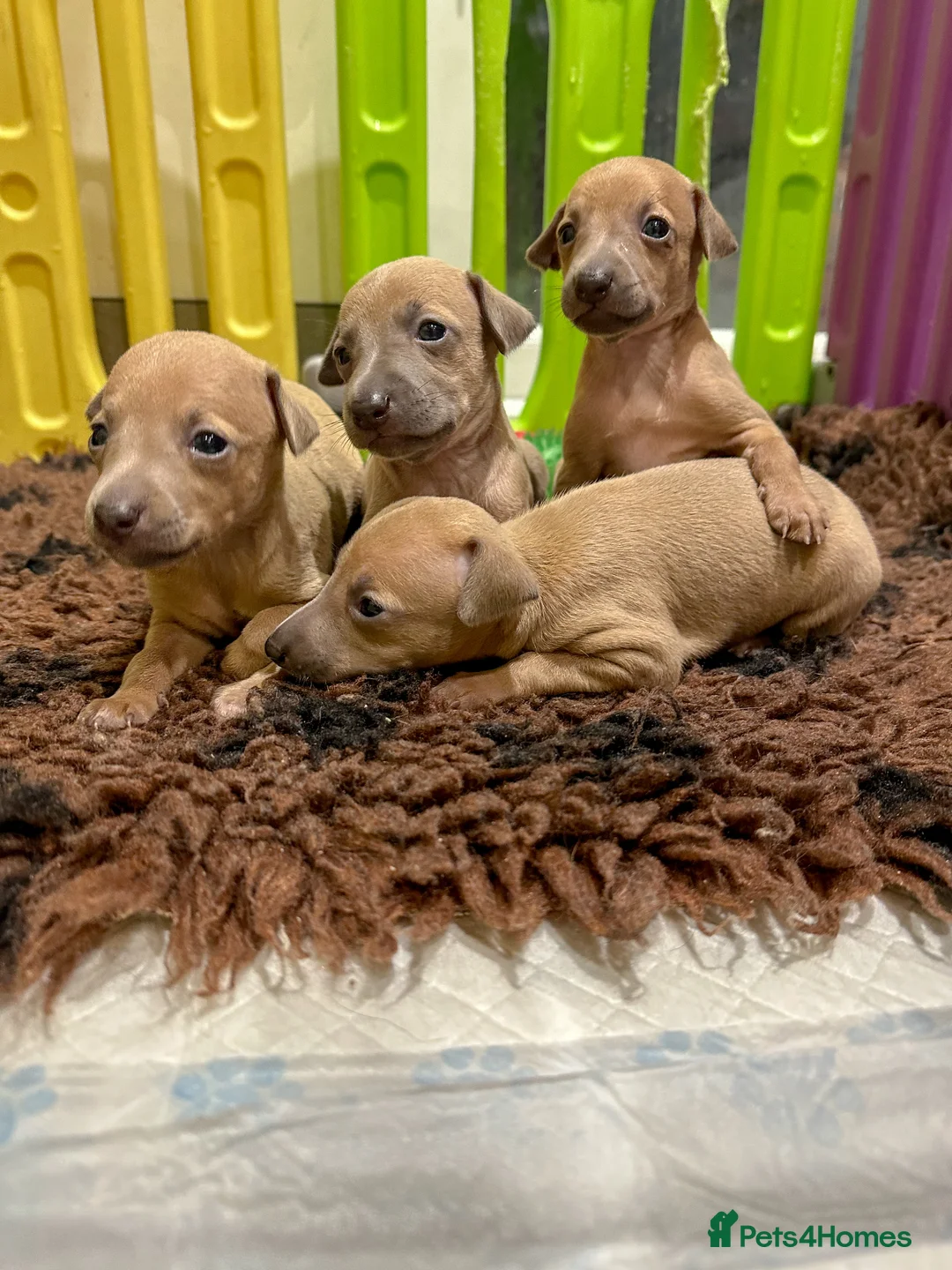 Italian Greyhound dogs for stud: MILKY 🥛 import from Spain - Italian greyhound in Southport - Advert 10