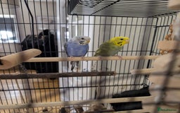 Budgerigars birds for sale: Two 6 month old budgies - Image 1