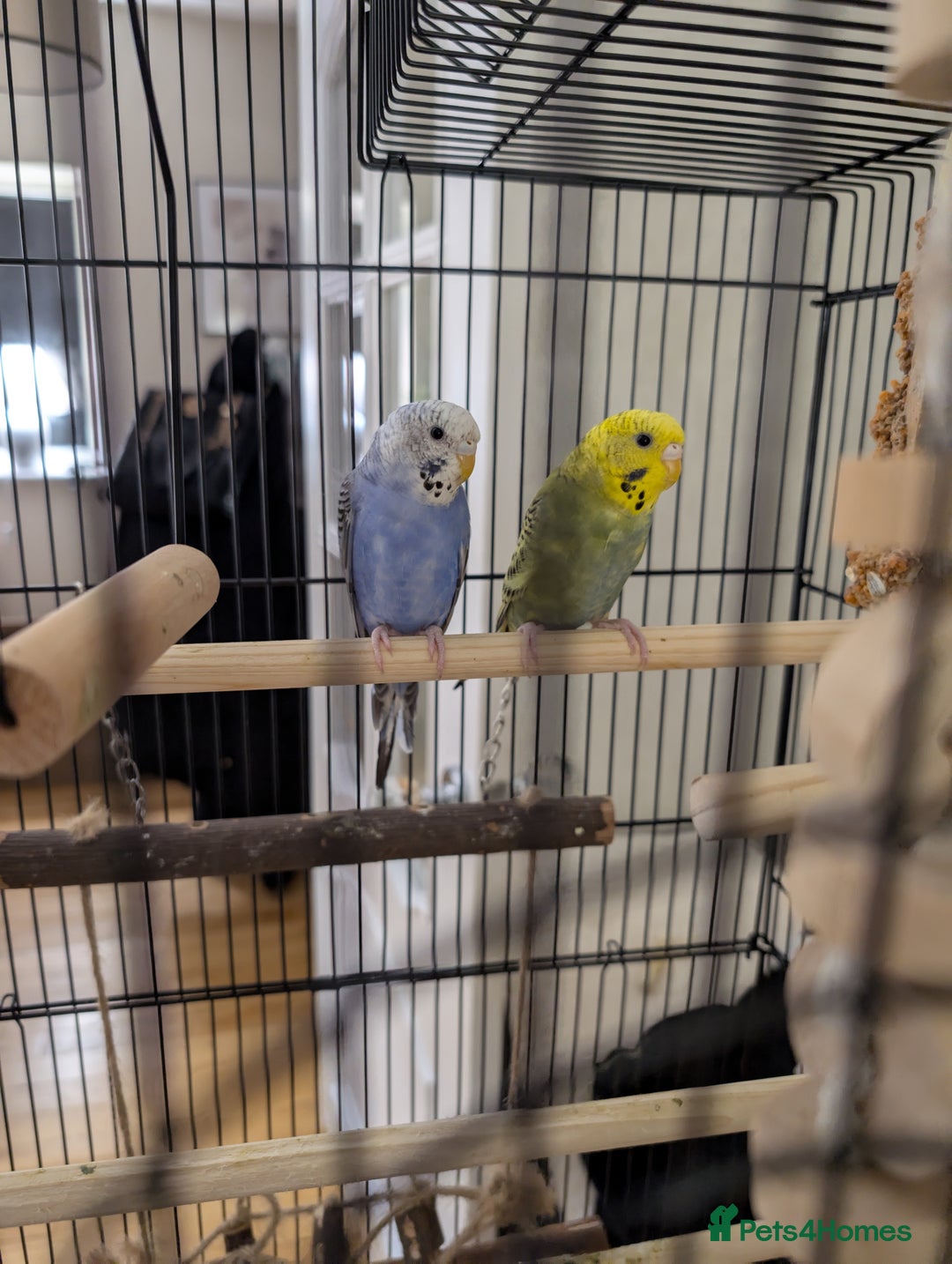 Budgerigars birds for sale: Two 6 month old budgies - Image 1