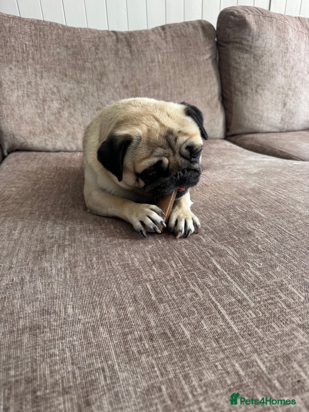 Pug dogs for sale: 4 Year Old Male Pug (Castrated) - Image 3