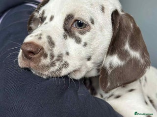 Dalmatian dogs - Advert 5