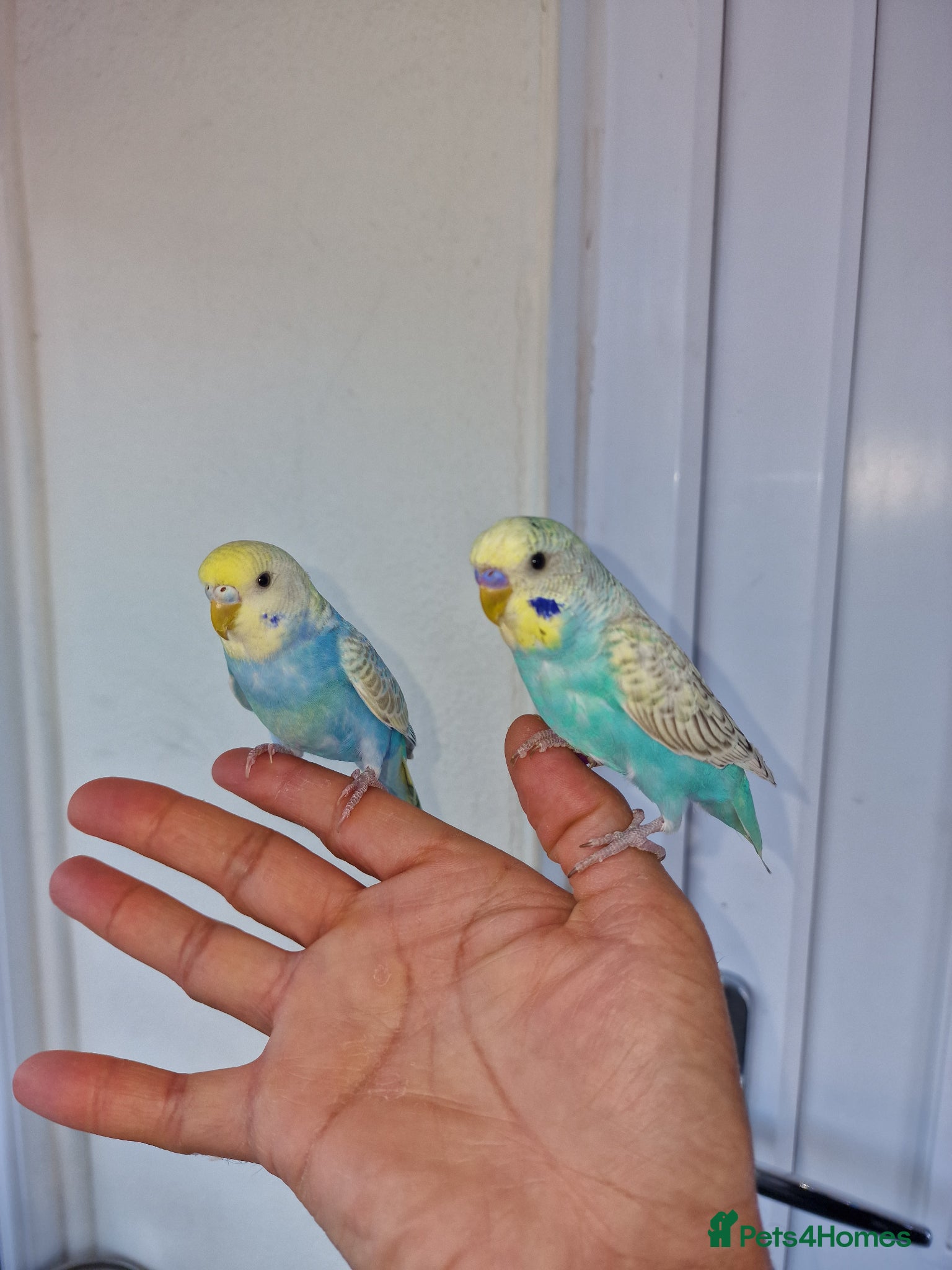 Budgerigars birds Super hand tamed baby budgies for sale  - Advert 18