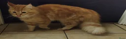 Mixed Breed cats for sale: female ginger tabby maine coon cross - Advert 3