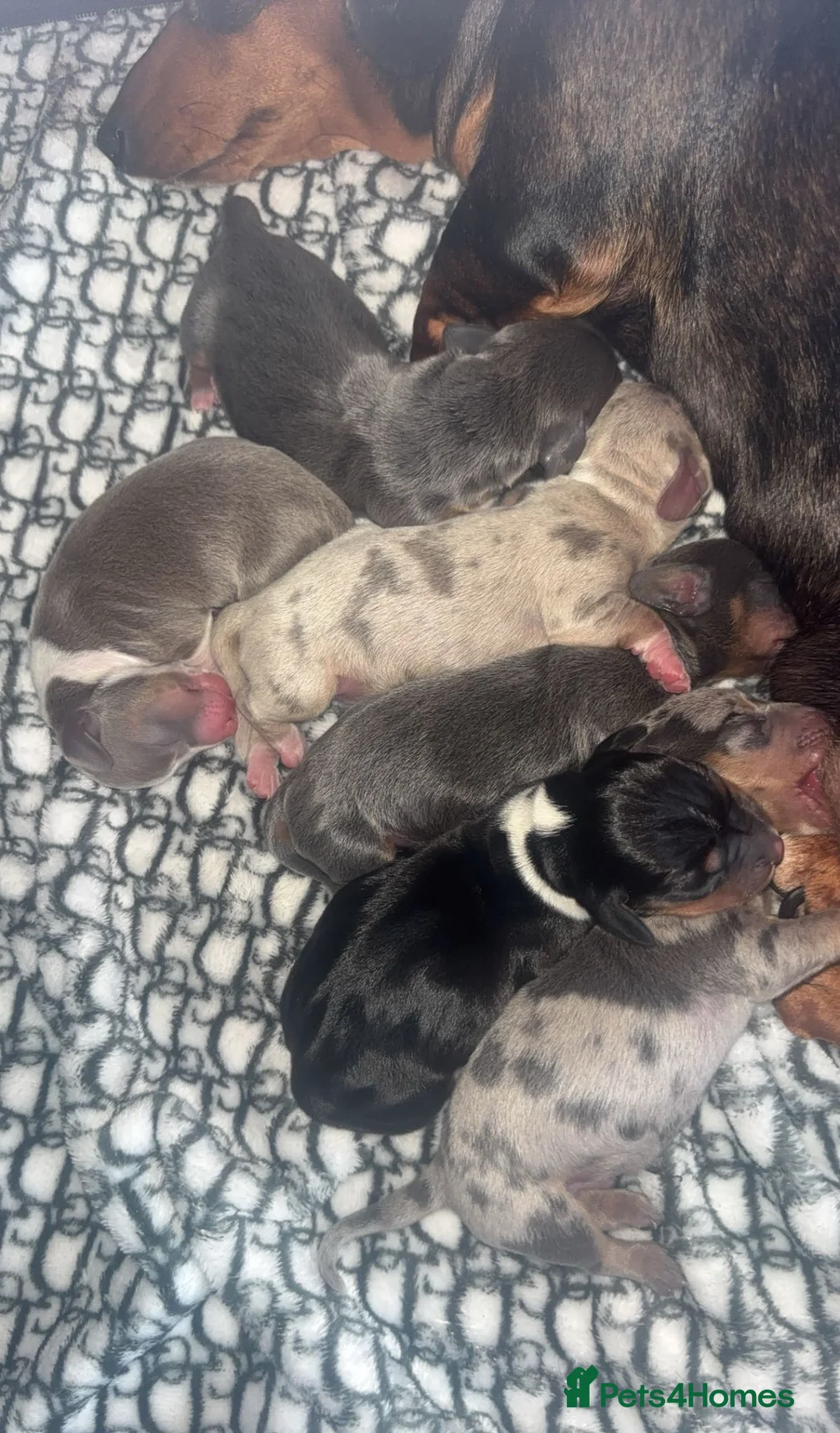Miniature Dachshund dogs for sale: 5 KC REG TOP BLOODLINE mini dachshunds🔥 - Advert 2
