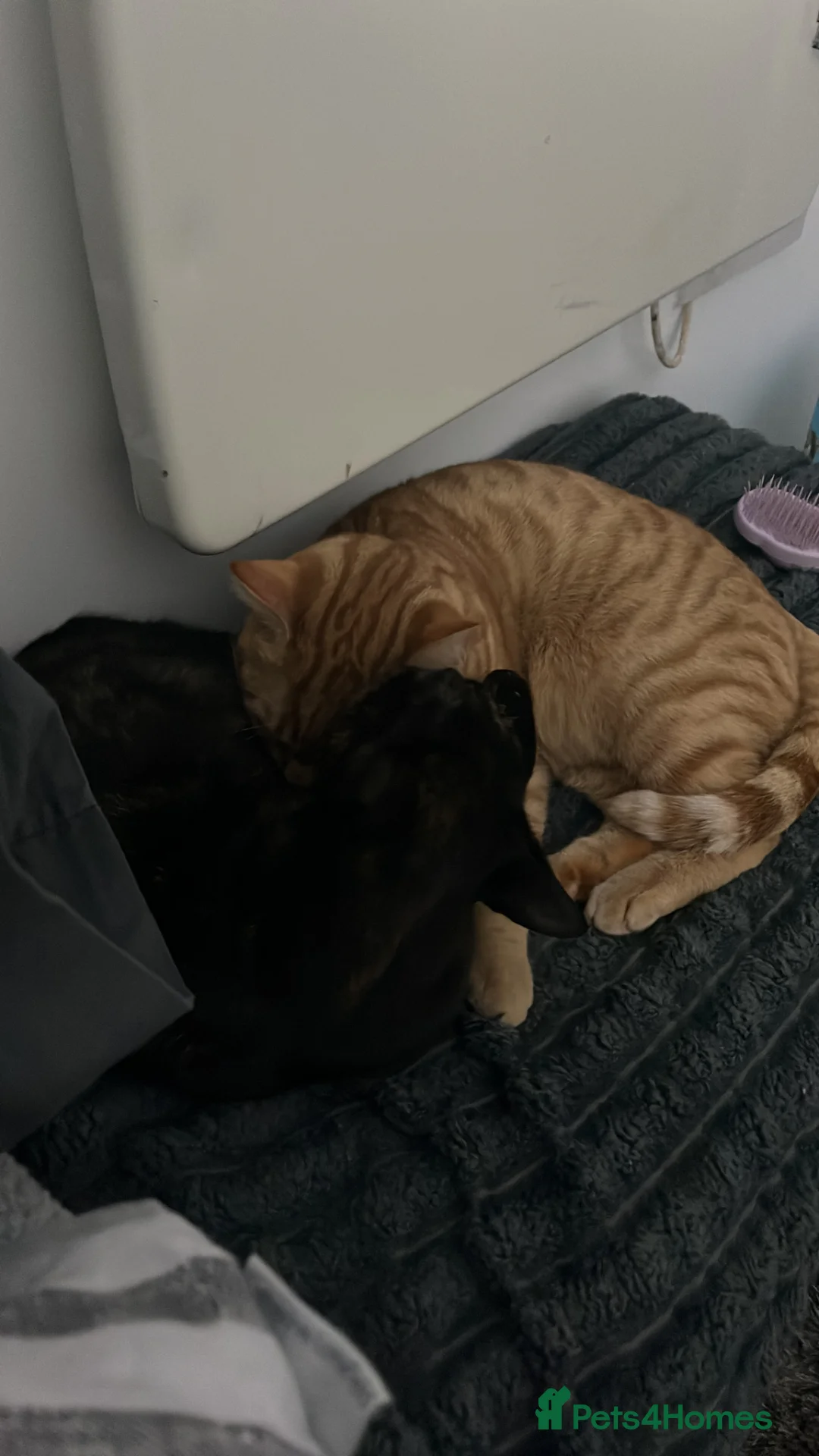 Mixed Breed cats for sale: 3 Amazing Cats To Go To A Loving Home in Jarrow - Advert 6