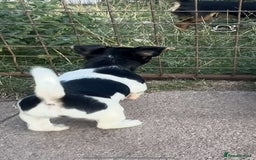 Jack Russell dogs for sale: Female jack russell pup - Image 2