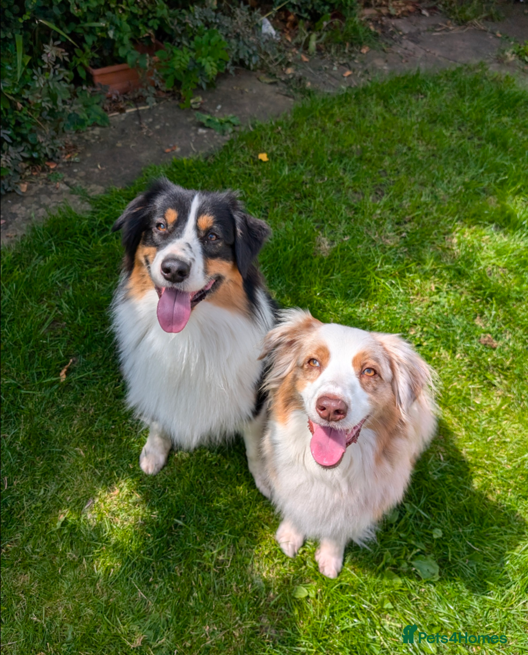 Australian Shepherd dogs for sale: 2 Female Australian Shepherd Puppies - Image 13