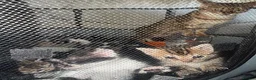 Bengal cats for sale: Bengal / Norwegian forest - Advert 10