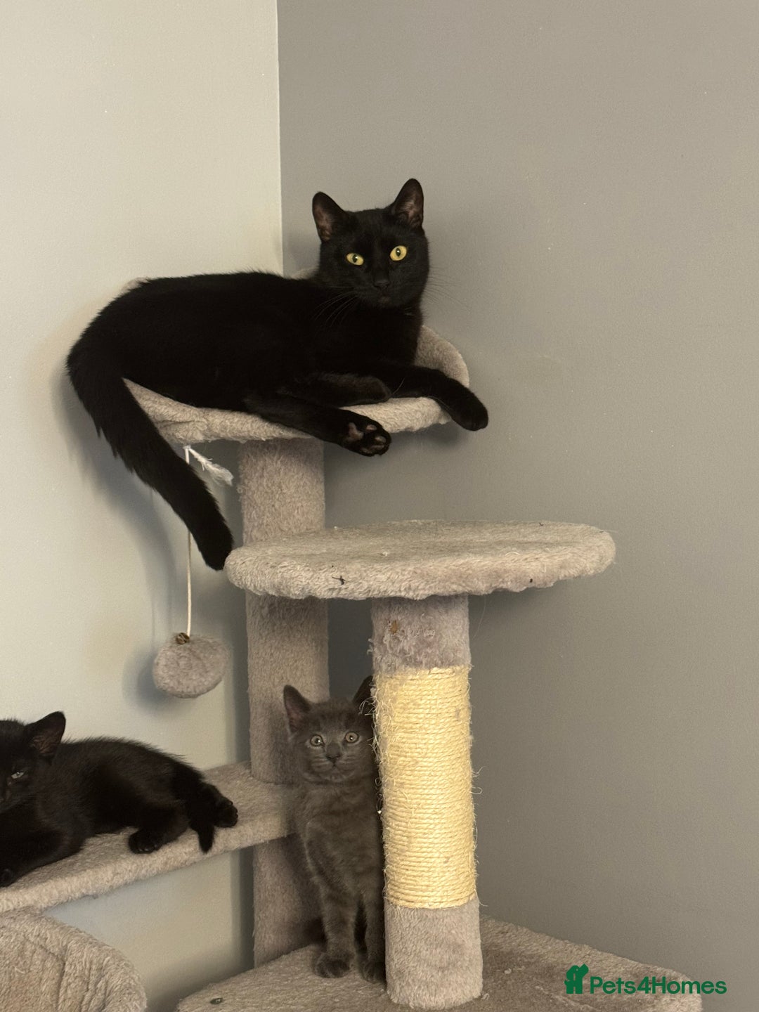 Mixed Breed cats for sale: Ragdoll crossed kittens only one girl left  - Advert 3