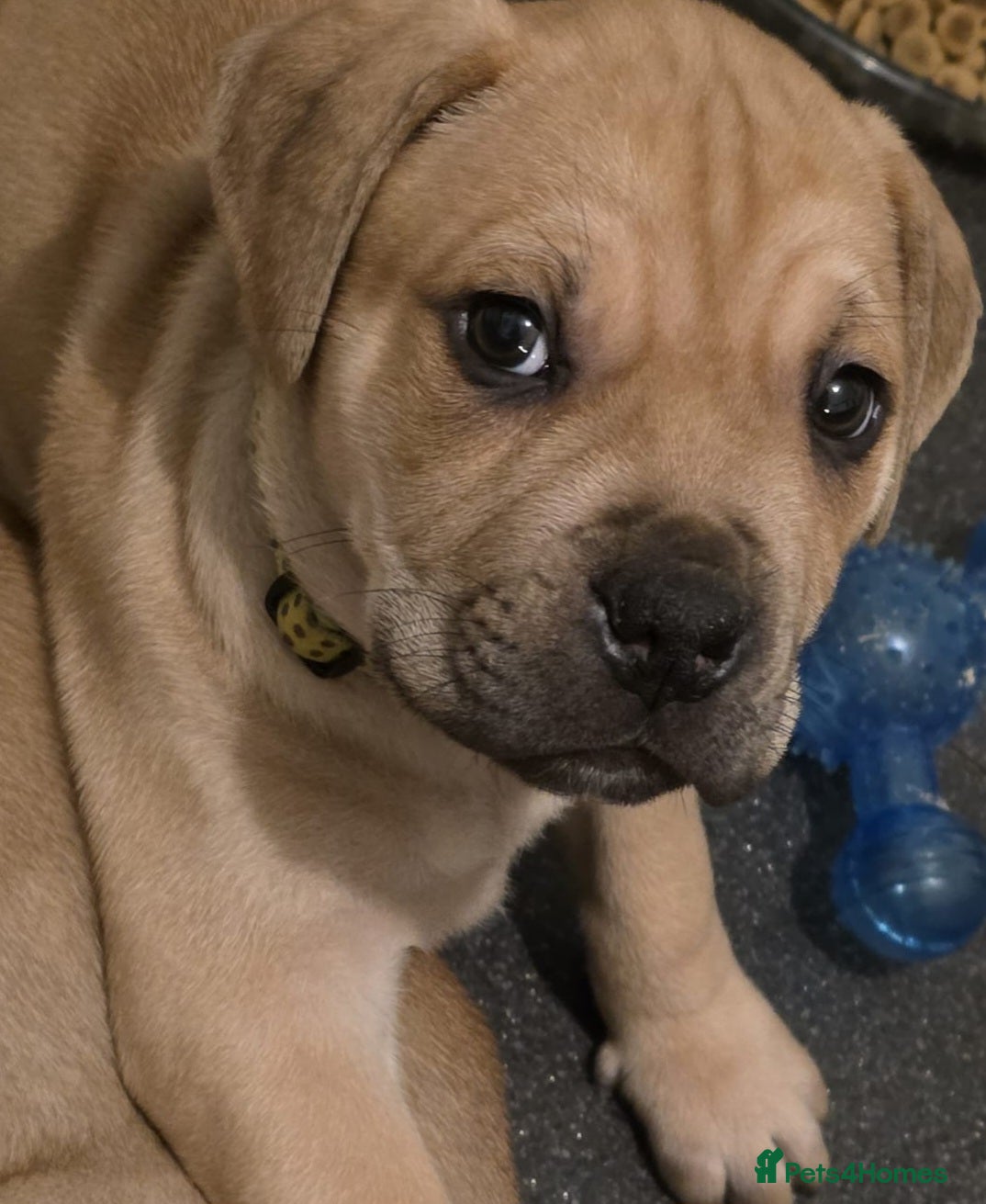 Mixed Breed dogs Adorable Bull Bordeaux Puppies  - Advert 1