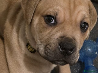 Mixed Breed dogs Adorable Bull Bordeaux Puppies - Advert 2