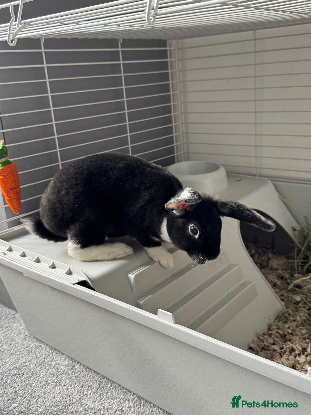 Mixed Breed rabbits for sale: 2 Bunnies with cage and all remaining supplies  - Image 4