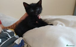 British Shorthair cats for sale: Black kittens for sale - Image 3