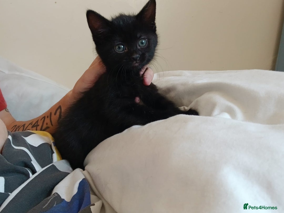 British Shorthair cats for sale: Black kittens for sale - Image 3