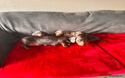 Miniature Dachshund dogs for sale: Beautiful miniature dachshund  - Image 2