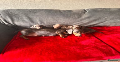 Miniature Dachshund dogs - Advert 5