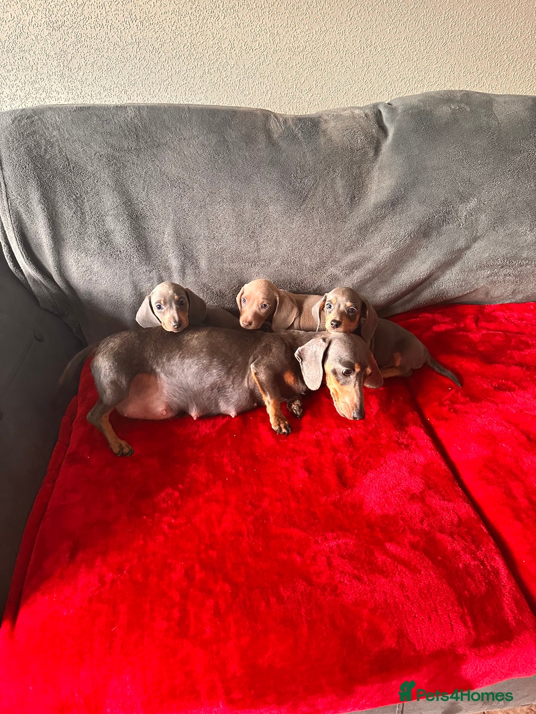 Miniature Dachshund dogs for sale: Beautiful miniature dachshund  - Image 2