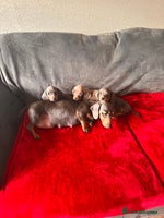 Miniature Dachshund dogs - Advert 5