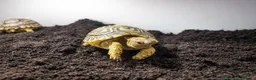 Tortoise reptiles for sale: Baby leopard tortoises and set ups - Advert 8
