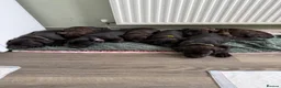 Staffordshire Bull Terrier dogs for sale: SOLD.  - Advert 11