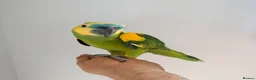 Parrots birds for sale: Blue fronted Amazon parrot fully tamed and talking in Colchester - Advert 3