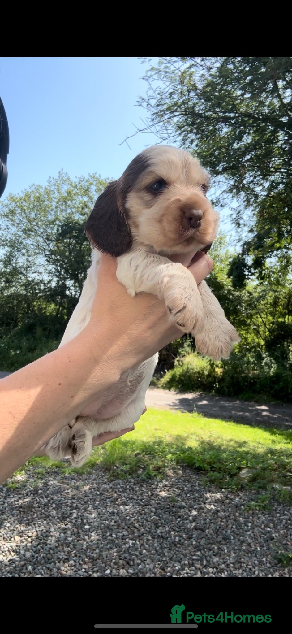 Cocker Spaniel dogs KC Registered Sable Show cocker spaniels  - Advert 1