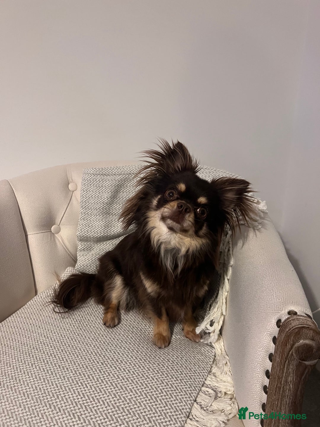 Chihuahua dogs for sale: Male chihuahua for sale  - Image 4