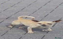 Chihuahua dogs for sale: Chihuahua puppy’s  - Image 7