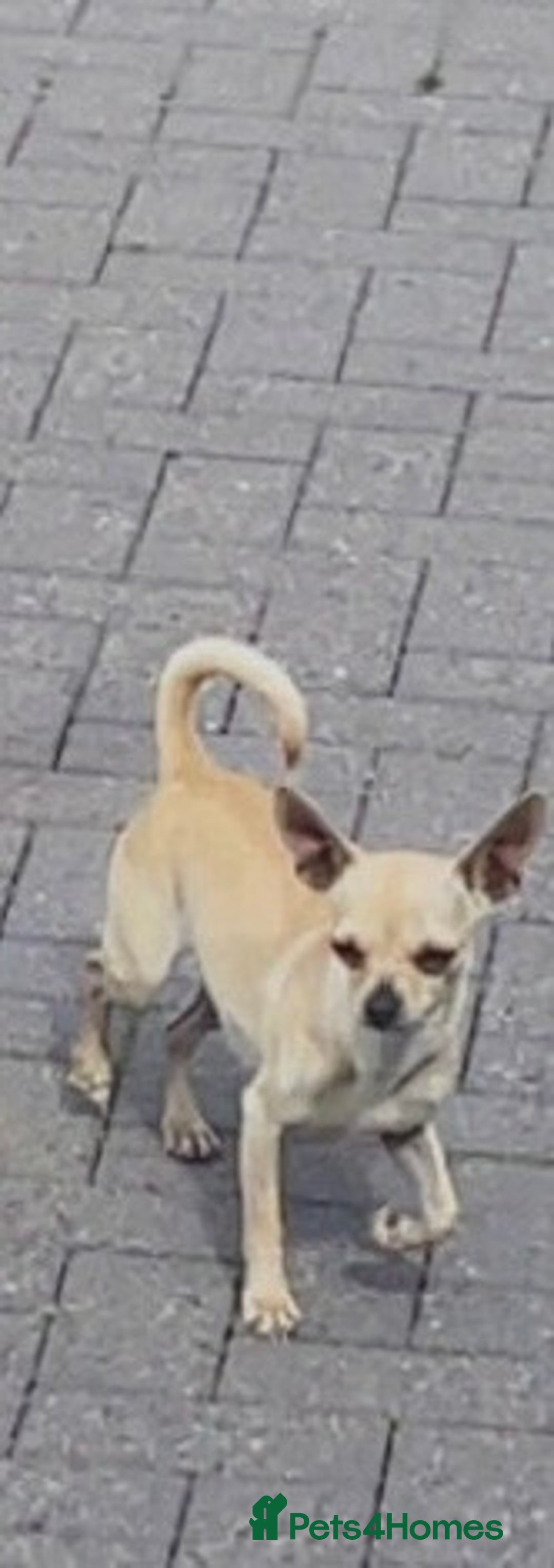 Chihuahua dogs for sale: Chihuahua puppy’s  - Image 7