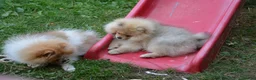 Pomeranian dogs for sale: Bentley – Beautiful Silver-Toned Pomeranian Boy 🐾 - Advert 13