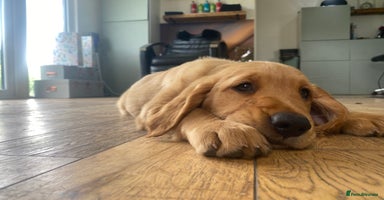 Golden Retriever dogs in Malton - Advert 4