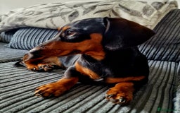 Miniature Dachshund dogs for sale: Male Miniature Dachsund - Image 5