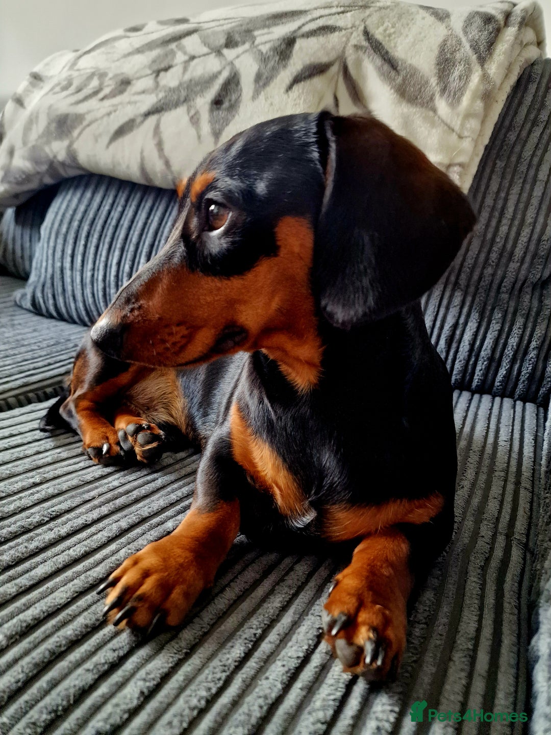 Miniature Dachshund dogs for sale: Male Miniature Dachsund - Image 5