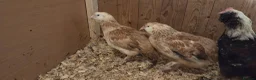 Chickens poultry for sale: Salmon Favorolle Chickens (Large Fowl)  - Advert 3