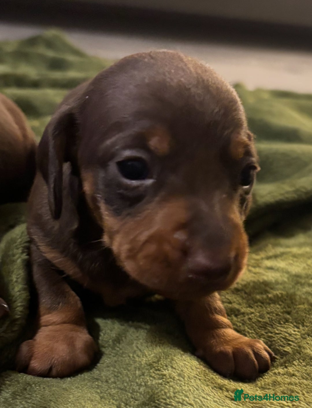Miniature Dachshund dogs for sale: KC Reg Miniature Dachshund Puppies - Image 8