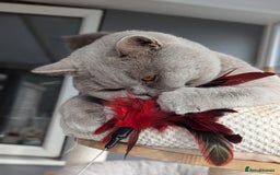 British Shorthair cats for stud: GCCF Champion Stud  in Derby - Image 3