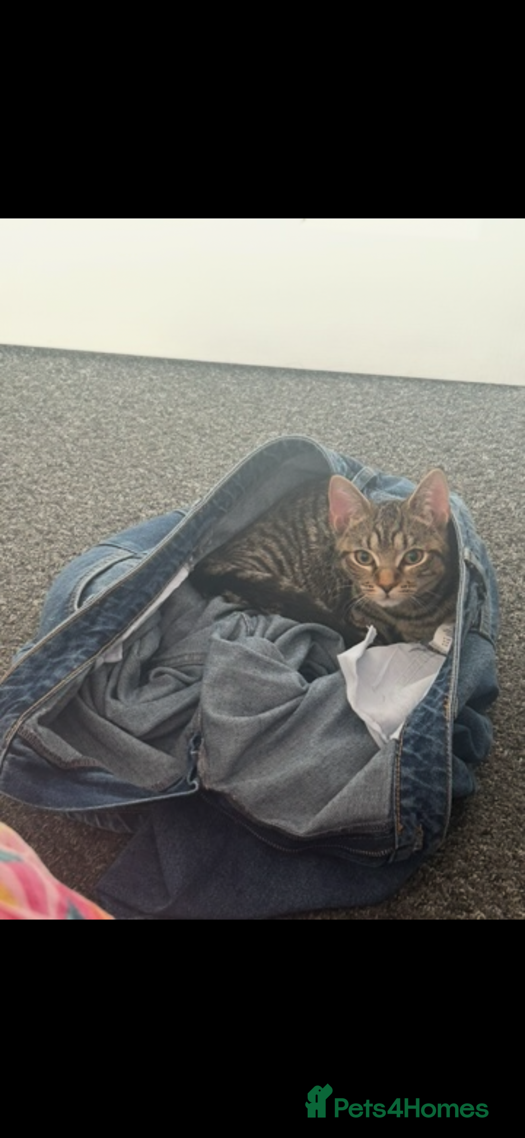 Mixed Breed cats for sale: Beautiful Femae Tabby  - Advert 3