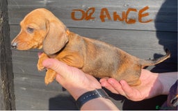 Dachshund dogs for sale: Stunning Dachshunds  - Image 16