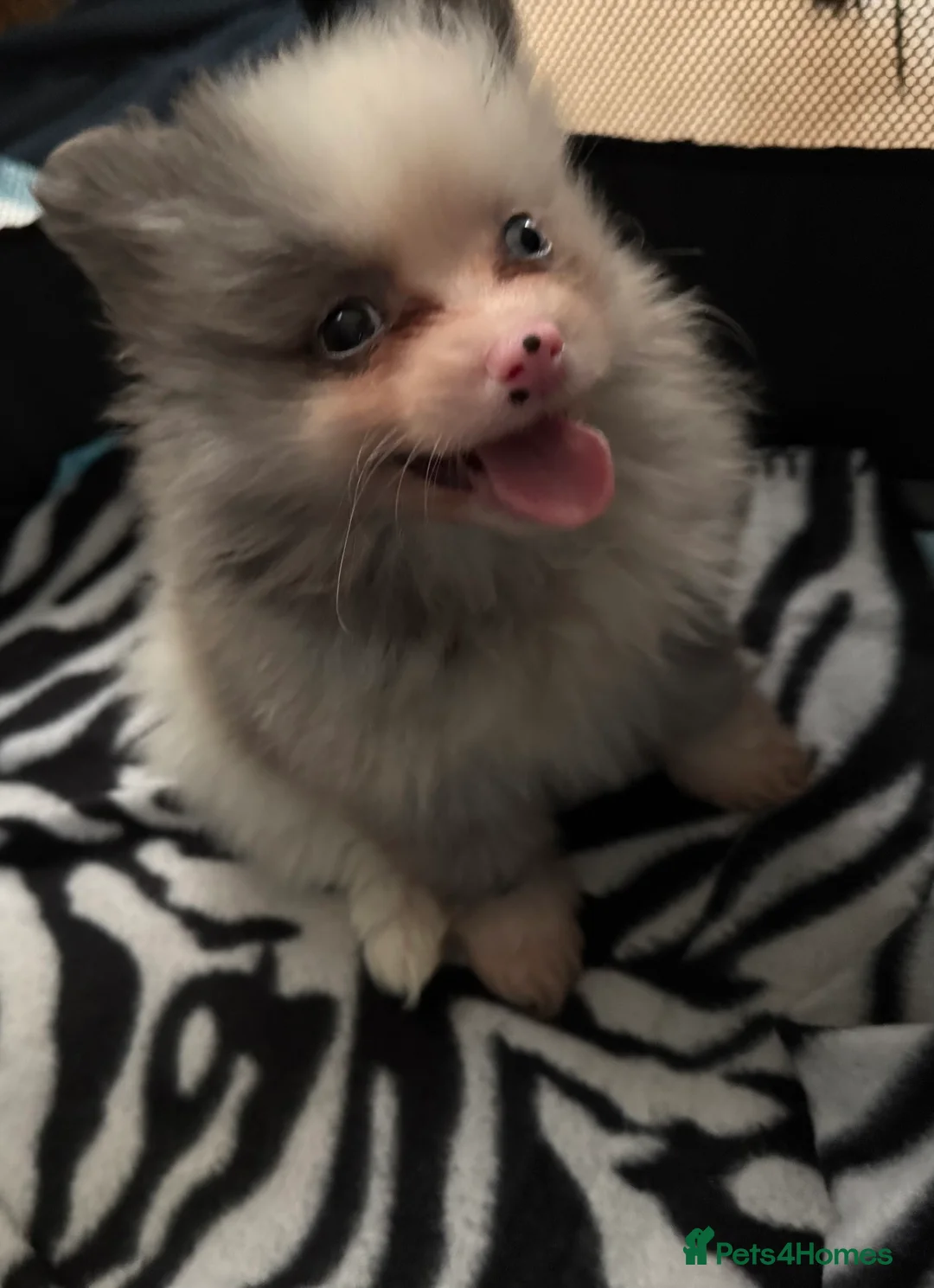 Pomeranian dogs for sale: Stunning Pomeranian Puppy’s 🫶🏽 - Advert 9