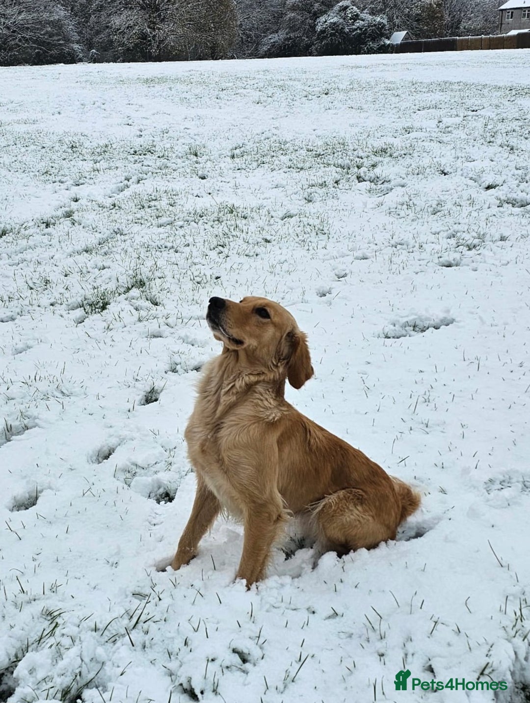 Golden Retriever dogs for sale: Stunning KC, working Golden retriever pups - Advert 1