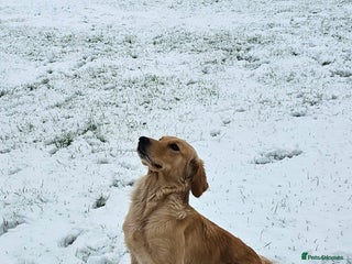 Golden Retriever dogs Stunning KC, working Golden retriever pups - Advert 1