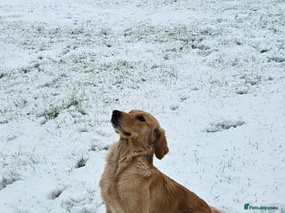 Golden Retriever dogs Stunning KC, working Golden retriever pups - Advert 12
