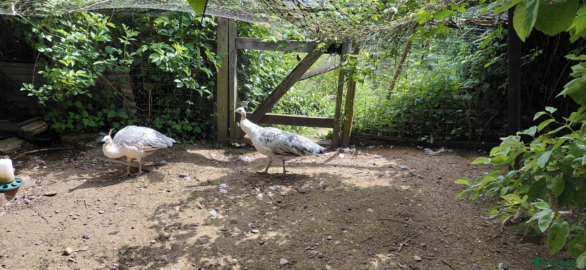 Peafowl poultry Two female peahens - Advert 1