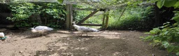 Peafowl poultry for sale: Two female peahens in Taunton - Advert 1