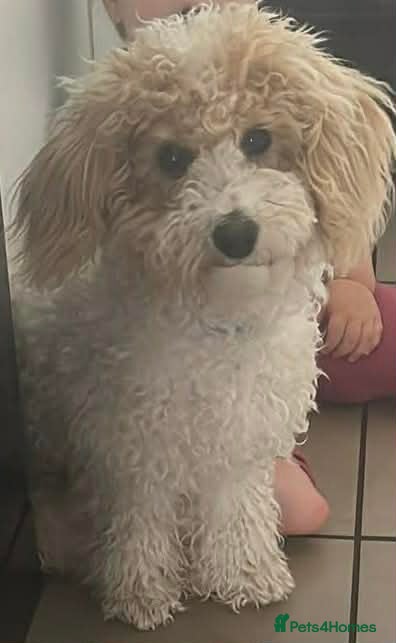 Poochon dogs Loving, Poodle-Bichon mix looking for a new home - Advert 1