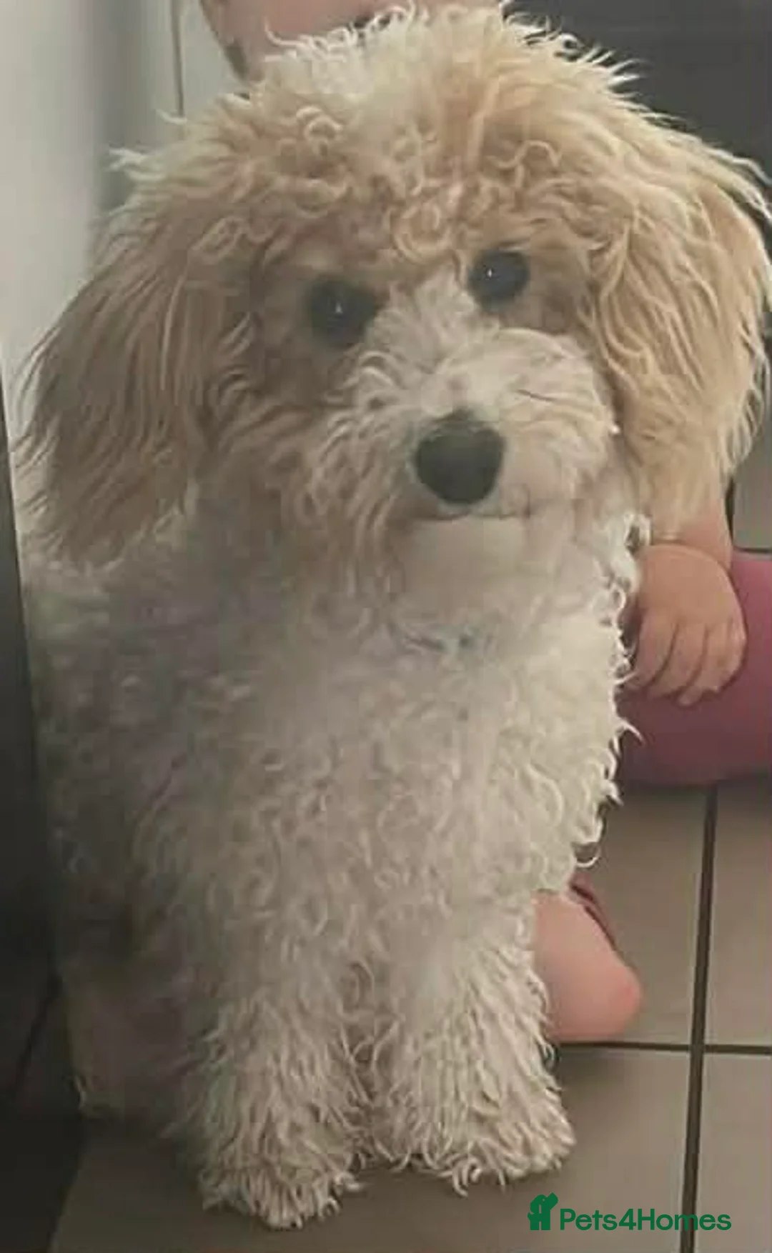 Poochon dogs for sale: Loving, Poodle-Bichon mix looking for a new home - Advert 2